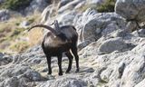 Spaanse- of Iberische Steenbok (Iberian Ibex)