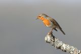 Roodborst (European Robin)