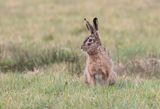 Haas (Hare)