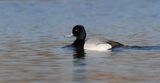 Kleine Topper (Lesser Scaup)
