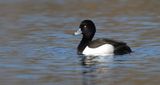 Kuifeend (Tufted Duck)