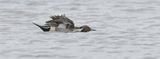 Pijlstaart (Northern Pintail)
