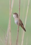 Snor (Savis Warbler)