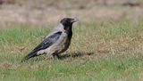 Bonte Kraai (Hooded Crow)