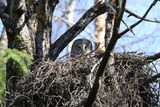 Laplanduil (Great Grey Owl)