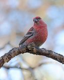 Haakbek (Pine Grosbeak)