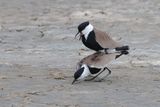 Sporenkieviten (Spur-winged Lapwings)