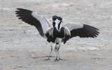 Sporenkieviten (Spur-winged Lapwings)