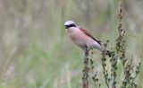 Grauwe Klauwier (Red-backed Shrike)