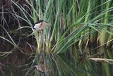 Woudaap (Little Bittern)