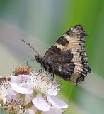 Kleine Vos (Aglais urticae) - Small Tortoiseshell