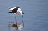 Steltkluut (Black-winged Stilt)