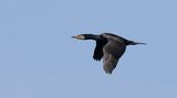 Aalscholver (Great Cormorant)