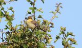 Orpheusspotvogel (Melodious Warbler)
