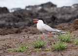 Visdief (Common Tern)