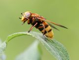 Stadsreus (Volucella zonaria) - Hornet Mimic Hoverfly