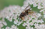 Middelste Wesp (Dolichovespula Media) - Median Wasp