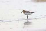 Drieteenstrandloper (Sanderling)