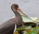 Zwarte Ooievaar (Black Stork)