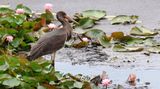 Zwarte Ooievaar (Black Stork)