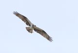 Visarend (Western Osprey)