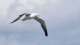 Kleine Mantelmeeuw (Lesser Black-backed Gull)