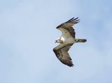 Visarend (Western Osprey)