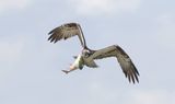 Visarend (Western Osprey)