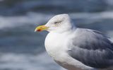 Zilvermeeuw (Herring Gull)