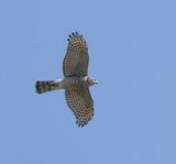 Sperwer (Eurasian Sparrowhawk)