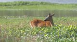 Ree (Roe Deer)