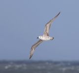 Pontische Meeuw (Caspian Gull)