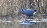 Purperkoet (Western Swamphen)