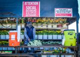 The Flower Fields are Open