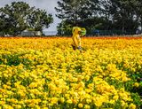 The Flower Fields:  Color Coordinated