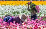 The Flower Fields:  The Harvest