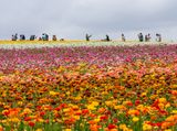 Fun at the Flower Fields