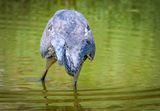 A Photo Session with a Great Blue Heron