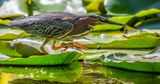 Fishing in the Lily Pond