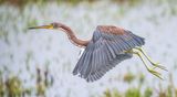 Tricolored Heron