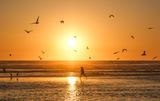 Chasing Seagulls