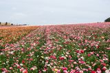 The Flower Fields