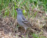 White-Crowned Sparrow