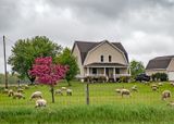 Lawn Service