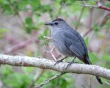 Gray Catbird