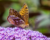 Great Spangled Fritillary