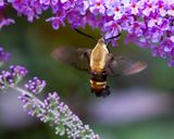 Snowberry Clearwing Moth