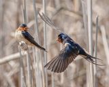 Barn Swallows