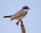 Eastern Kingbird  