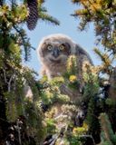 Great Horned Owlet